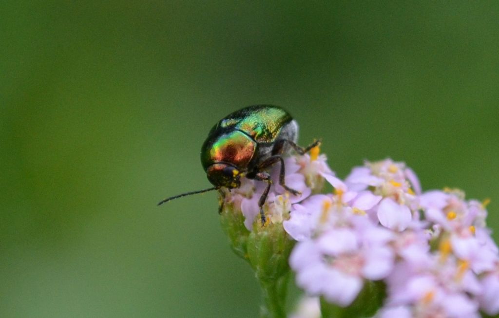 Cryptocephalus sp.  (Chrysomelidae)